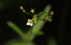 Cordylostigma virgatum image