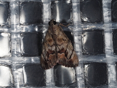 Enchesphora streptomela