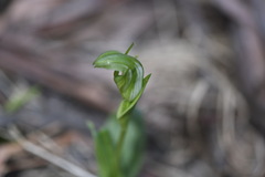 Pterostylis monticola
