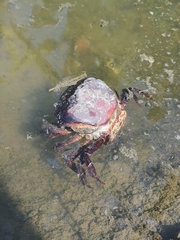 Sayamia bangkokensis