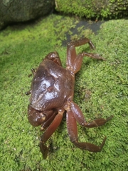 Barytelphusa cunicularis