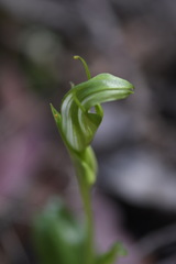 Pterostylis monticola