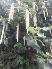 Garrya elliptica