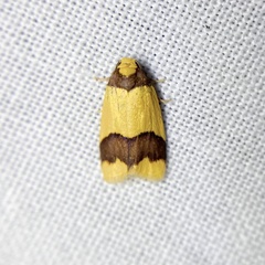 Heterallactis microchrysa