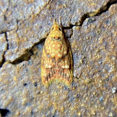 Lophopepla igniferella