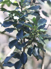 Ilex anomala
