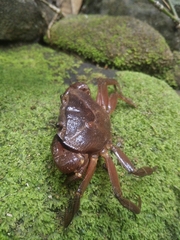 Barytelphusa cunicularis