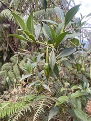 Symbolanthus australis
