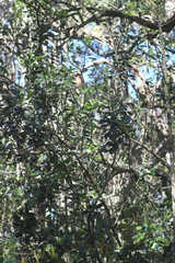 Ilex anomala