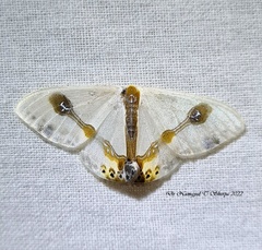 Macrocilix mysticata