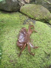 Barytelphusa cunicularis