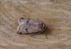 Cerastis faceta