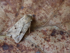 Agrochola blidaensis