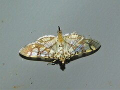 Pardomima