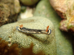 Hypselodoris maritima