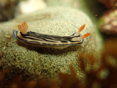 Hypselodoris maritima
