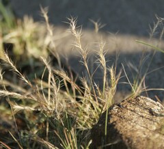 Aristida congesta