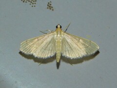 Bradina admixtalis