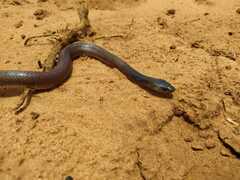 Pseudoboa nigra
