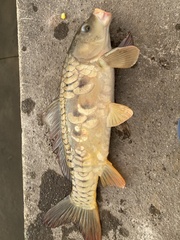 Cyprinus carpio carpio