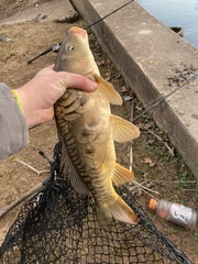 Cyprinus carpio carpio