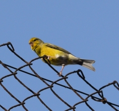 Serinus canaria canaria