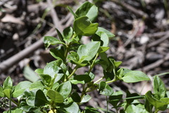 Coprosma hirtella
