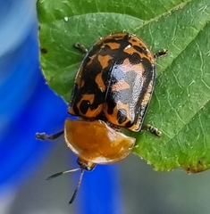 Conchyloctenia punctata