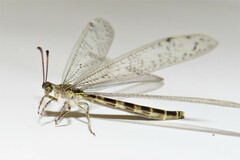 Escura australis