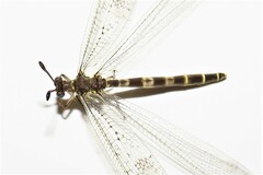 Escura australis