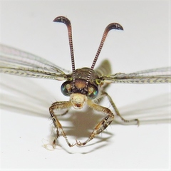 Escura australis