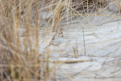 Passerculus sandwichensis princeps