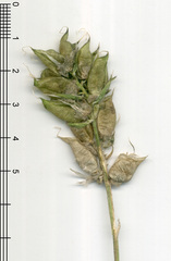 Oxytropis middendorffii