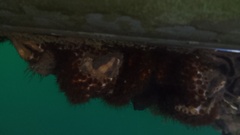 Palythoa tuberculosa