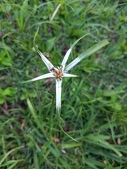 Rhynchospora nervosa