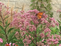 Eutrochium maculatum