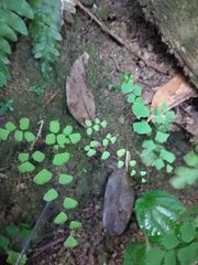 Adiantum tenerum