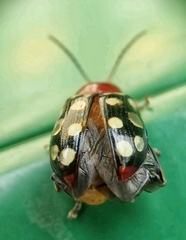 Phola sedecimpustulata