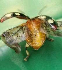 Phola sedecimpustulata