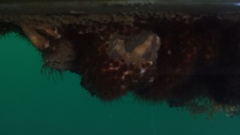 Palythoa tuberculosa