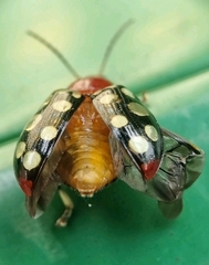 Phola sedecimpustulata