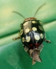 Phola sedecimpustulata