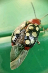 Phola sedecimpustulata