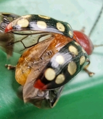 Phola sedecimpustulata