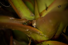 Eleutherodactylus antillensis