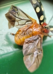 Phola sedecimpustulata