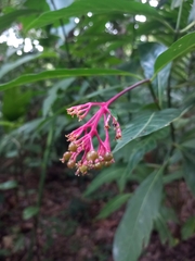 Palicourea croceoides