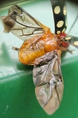 Phola sedecimpustulata