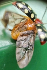 Phola sedecimpustulata