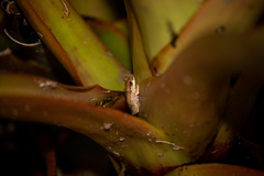 Eleutherodactylus antillensis